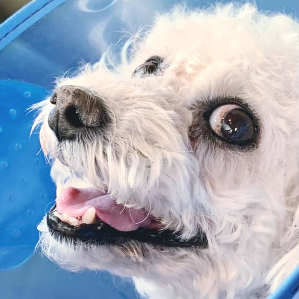 Meet your Posher, Diane